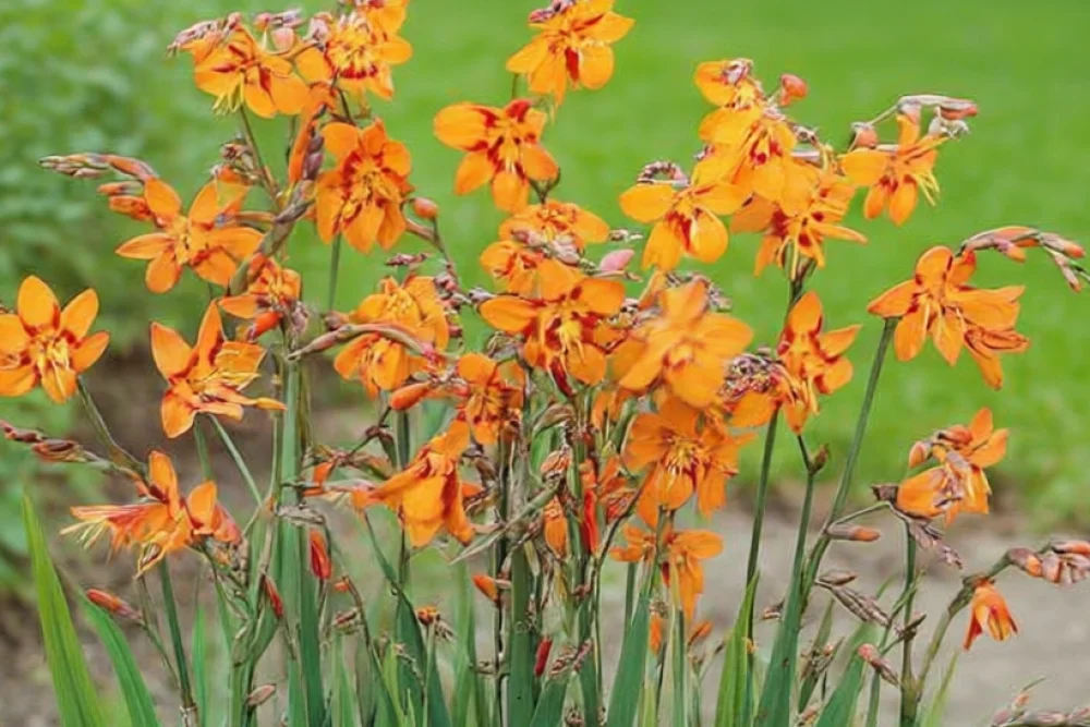 Крокосмія Емілі Маккензі / Crocosmia crocosmiiflora Emily Mckenzie