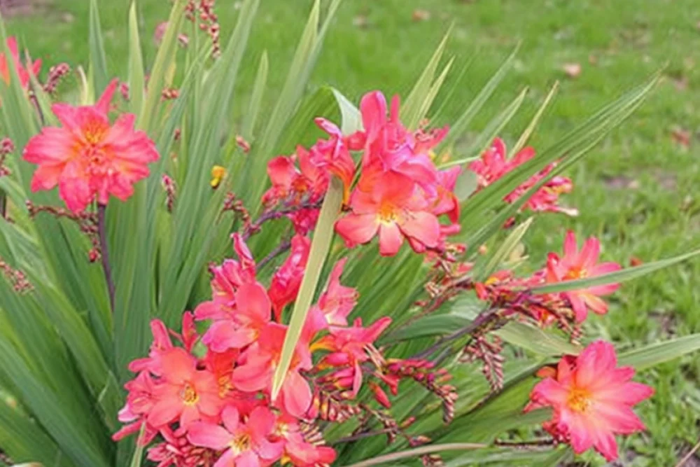 Крокосмія Лімпопо / Crocosmia Limpopo