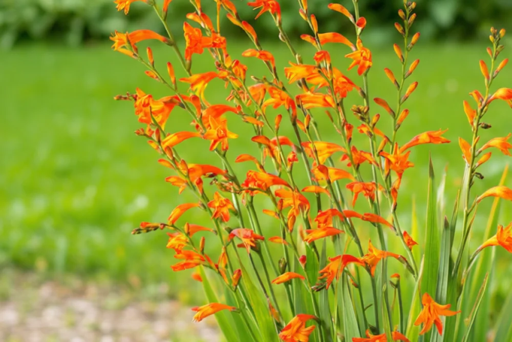 Крокосмія Метеор / Crocosmia x crocosmiiflora Meteore