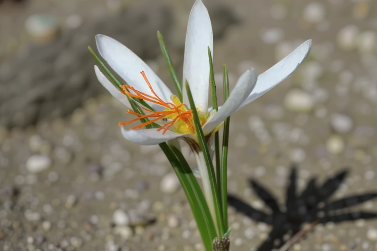 Крокус Флейшера