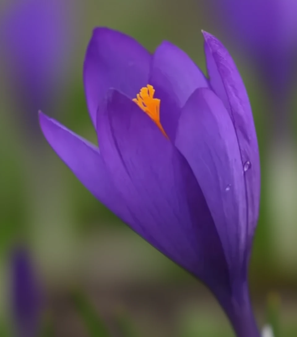 Крокус гарний Конкерор