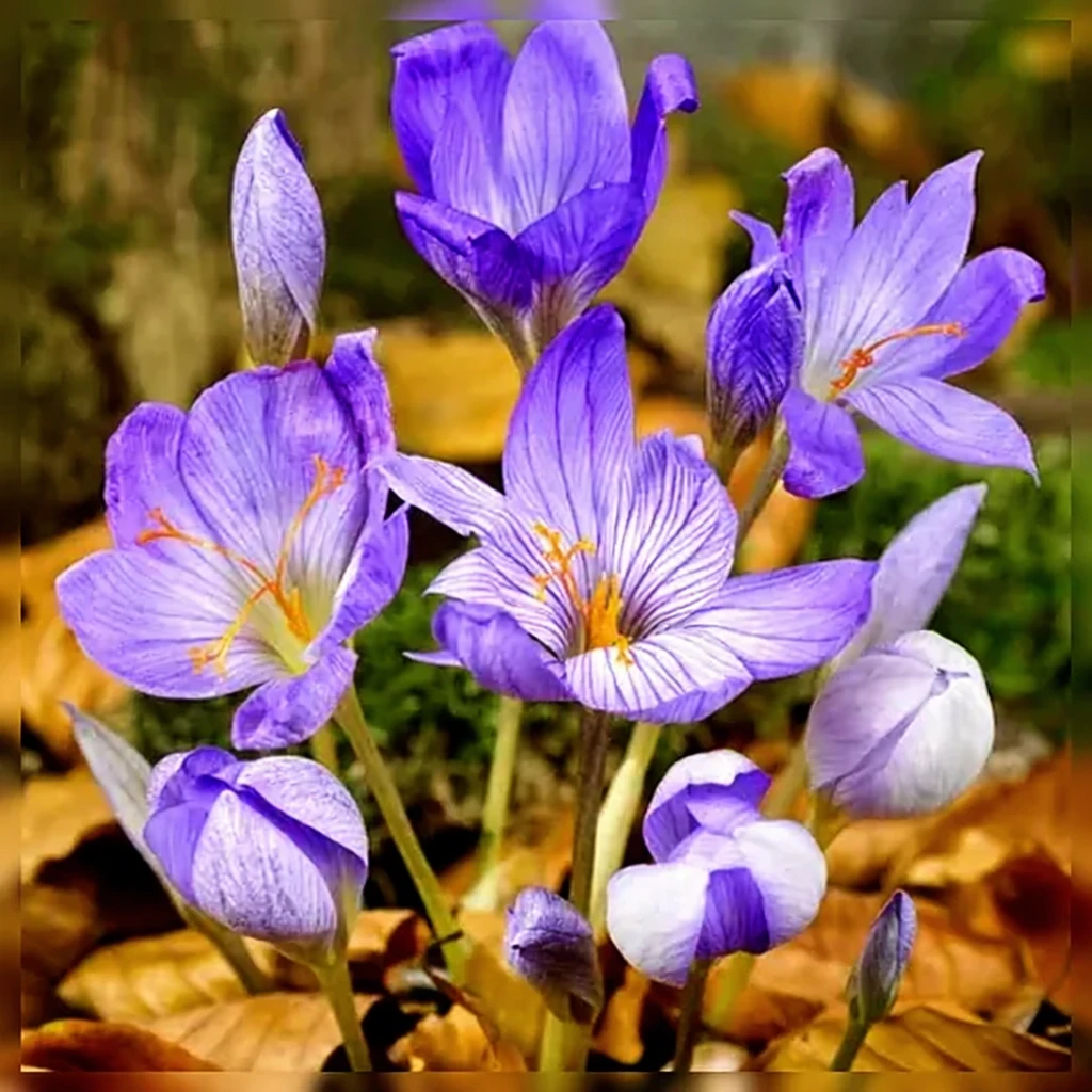 Крокус гарний / Crocus pulchellus