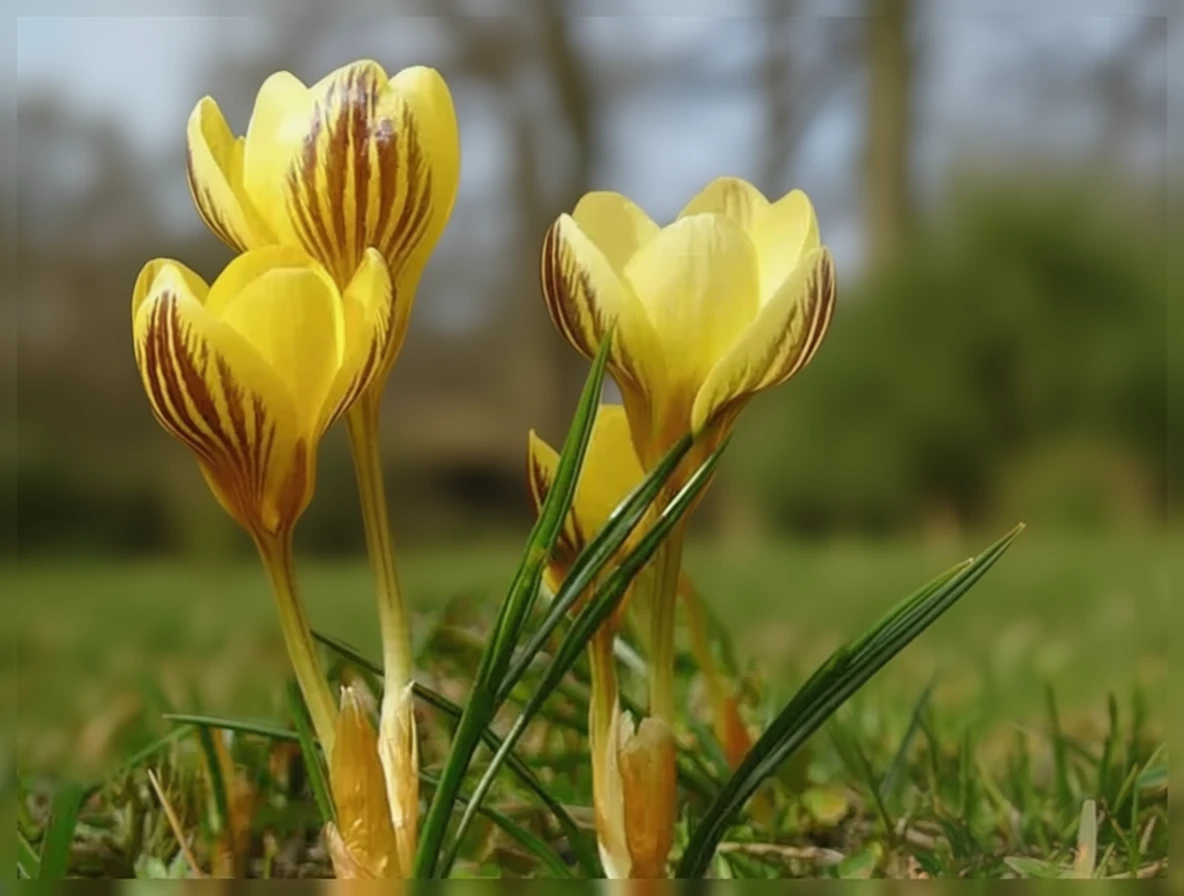 Крокус хризантус Гіпсі Герл / Crocus chrysanthus Gipsy Girl