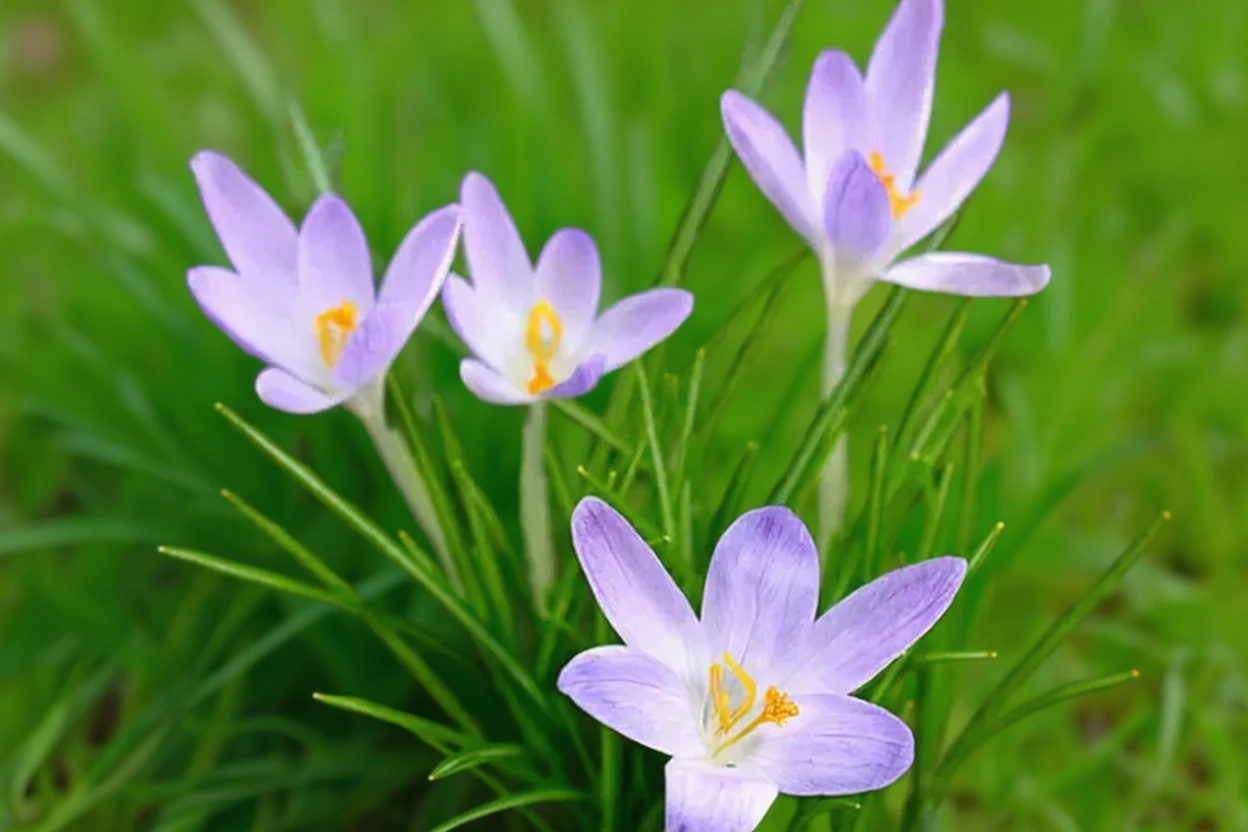 Крокус Томазіні Лілак Бюті