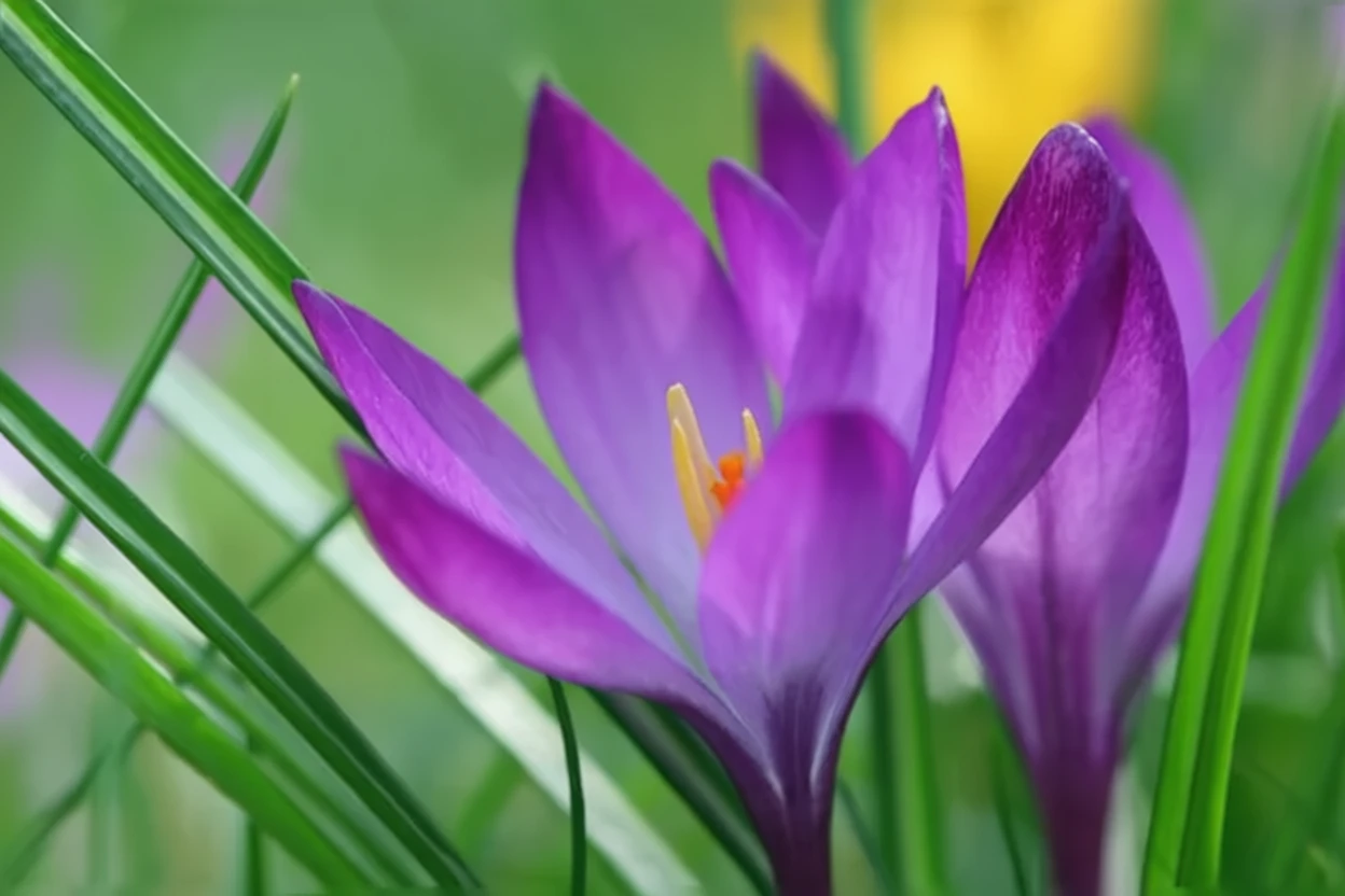 Крокус Томазіні Рубі Джаєнт / Crocus tommasinianus Ruby Giant