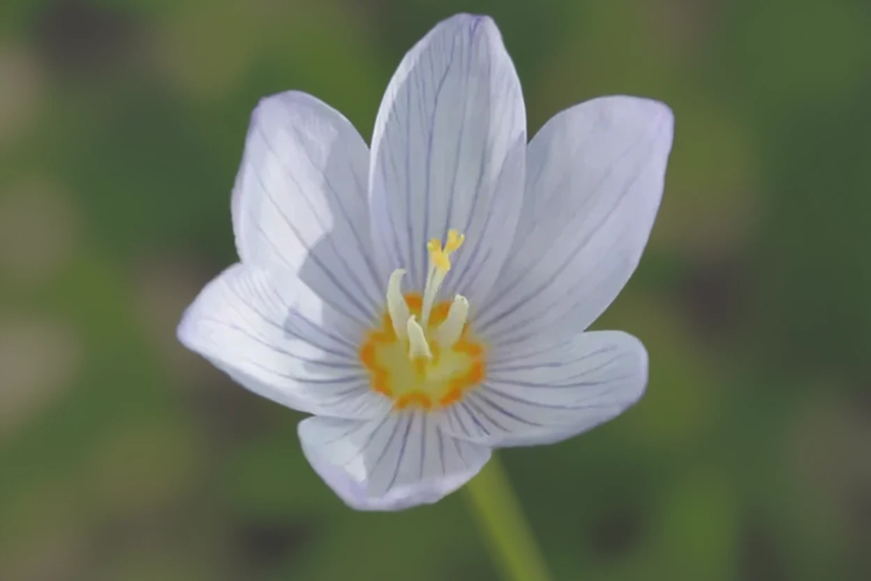 Крокус великоквітковий Кочі / Crocus kotschyanus