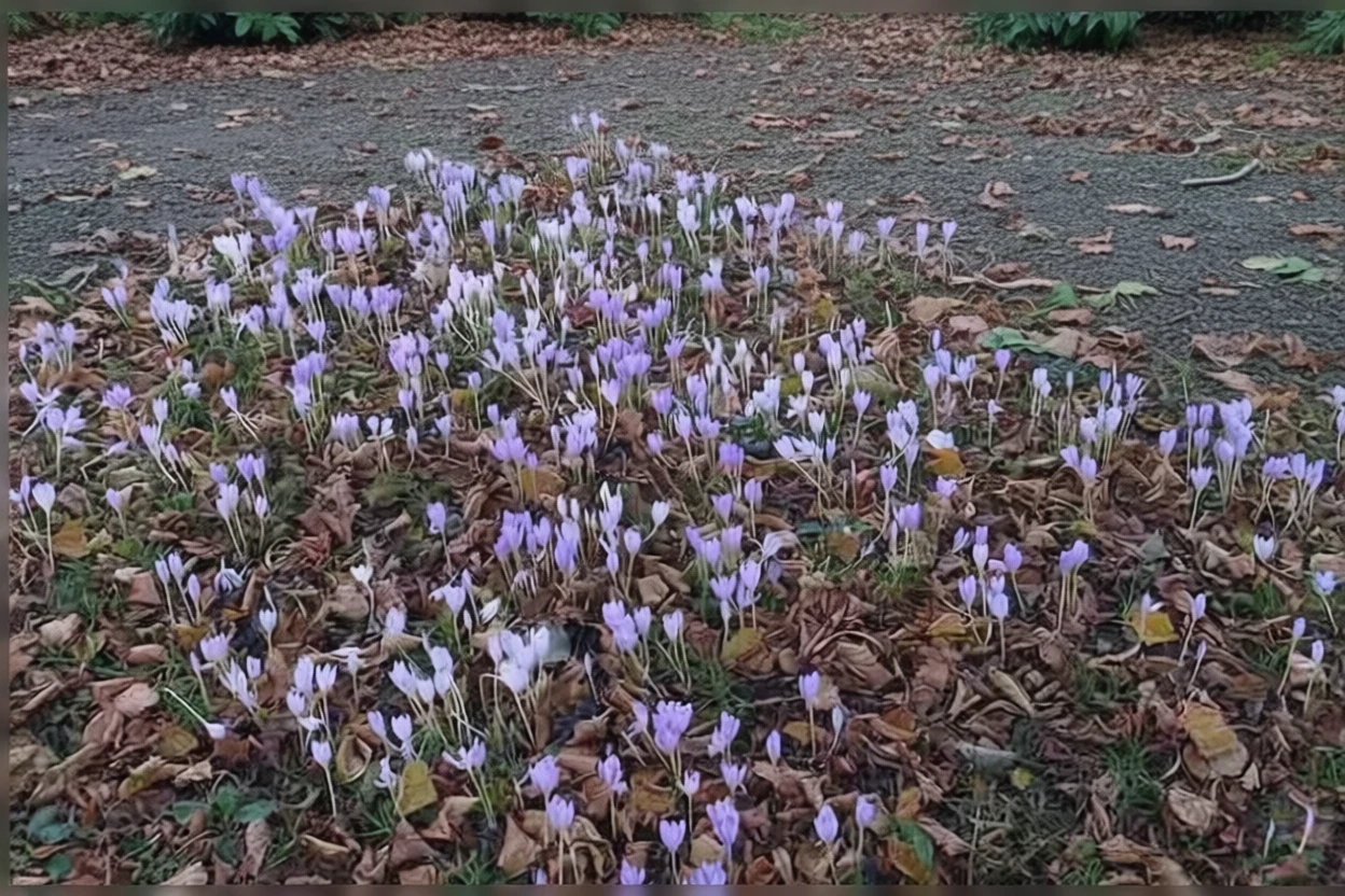 Крокус великоквітковий Кочі