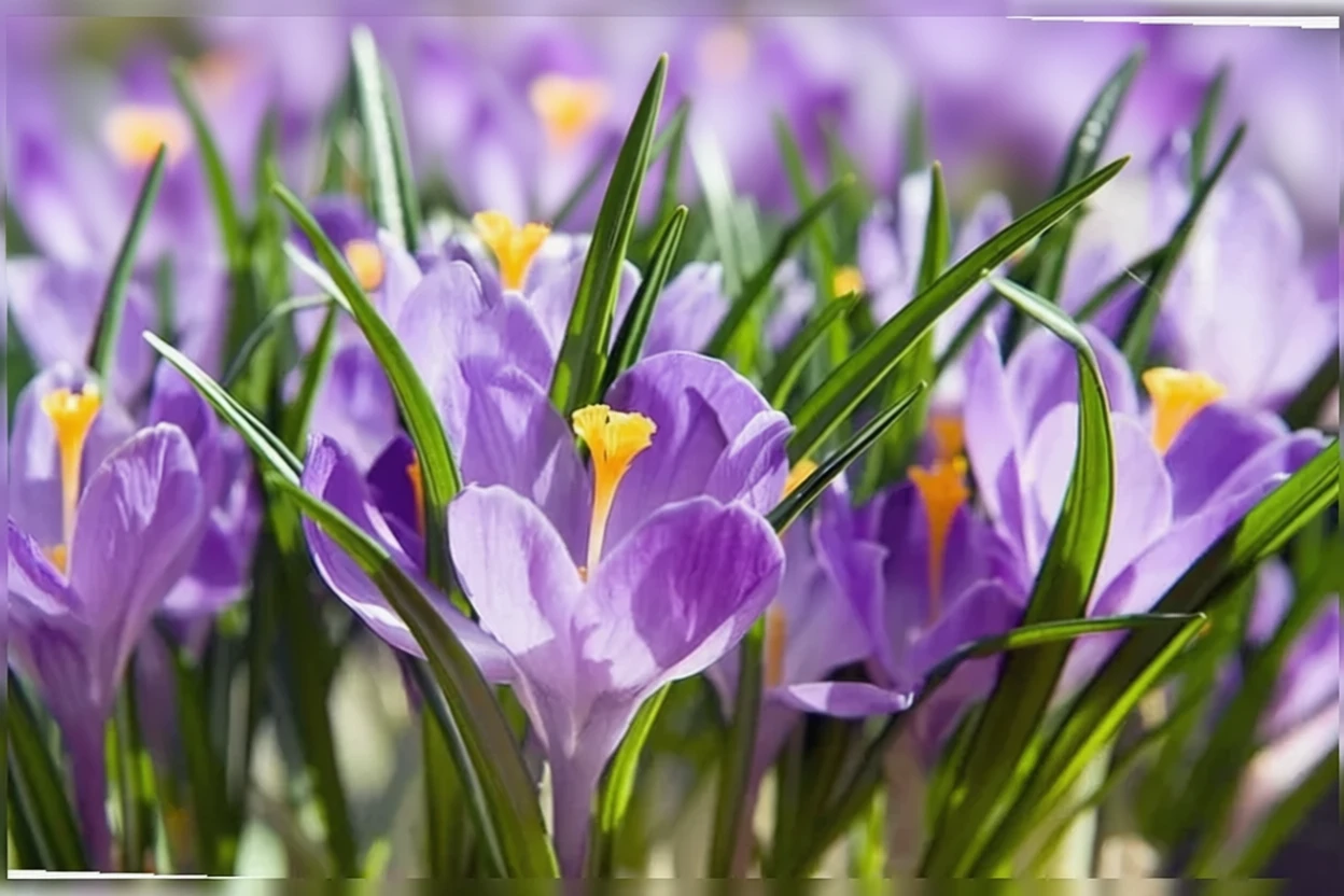 Крокус весняний Гран Метр / Crocus vernus Grand Maitre