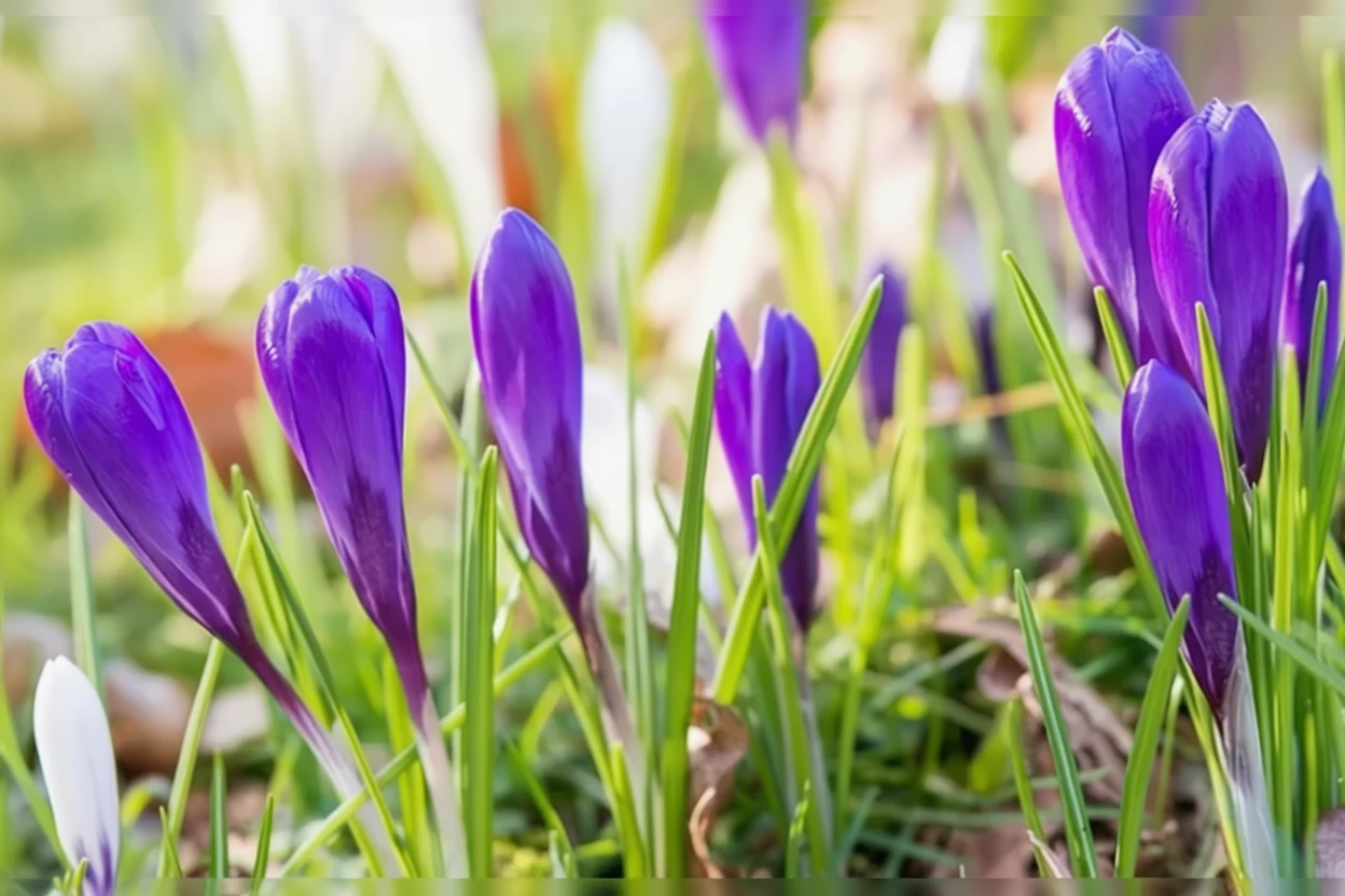 Крокус весняний Гран Метр