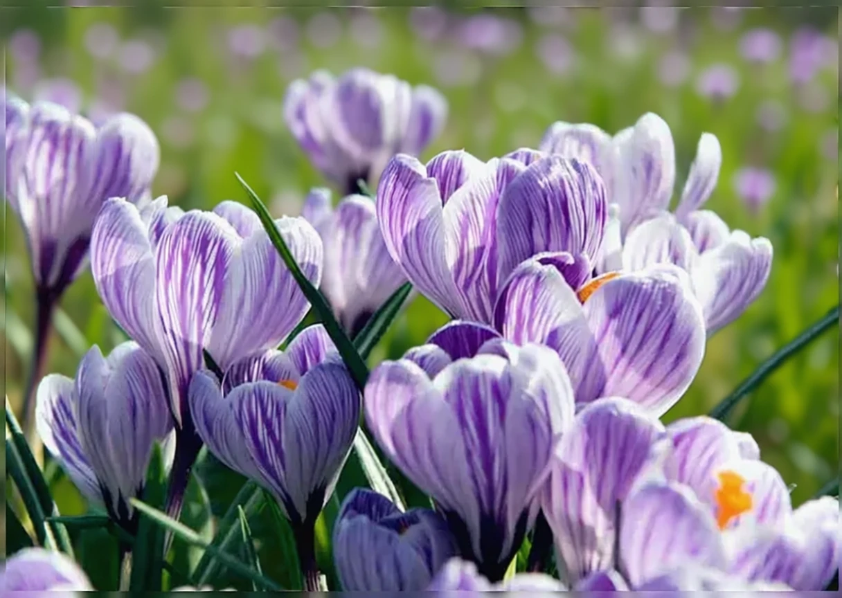 Крокус весняний Піквік