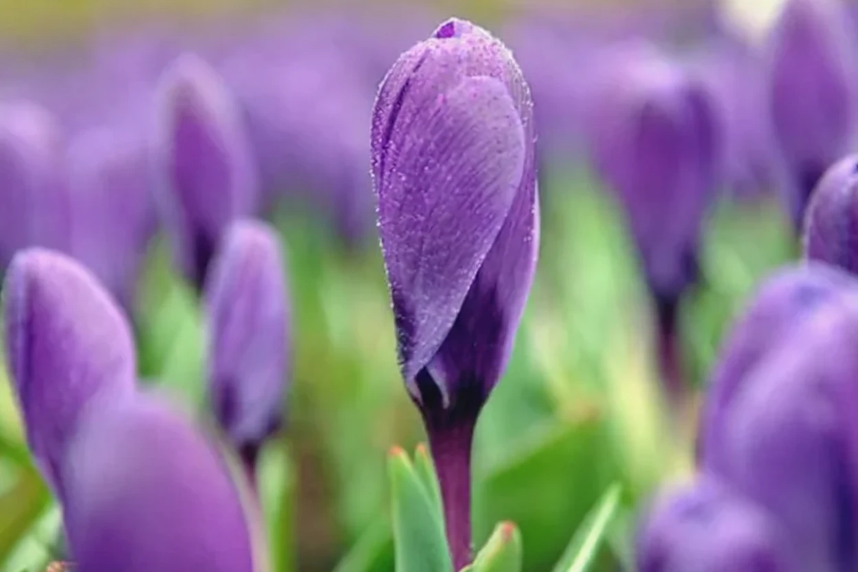 Крокус весняний Ремембранс