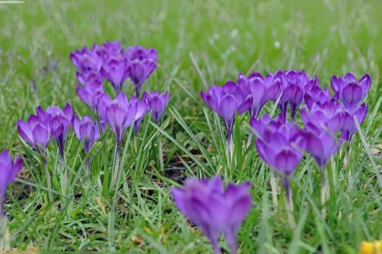 Крокус весняний Ремембранс