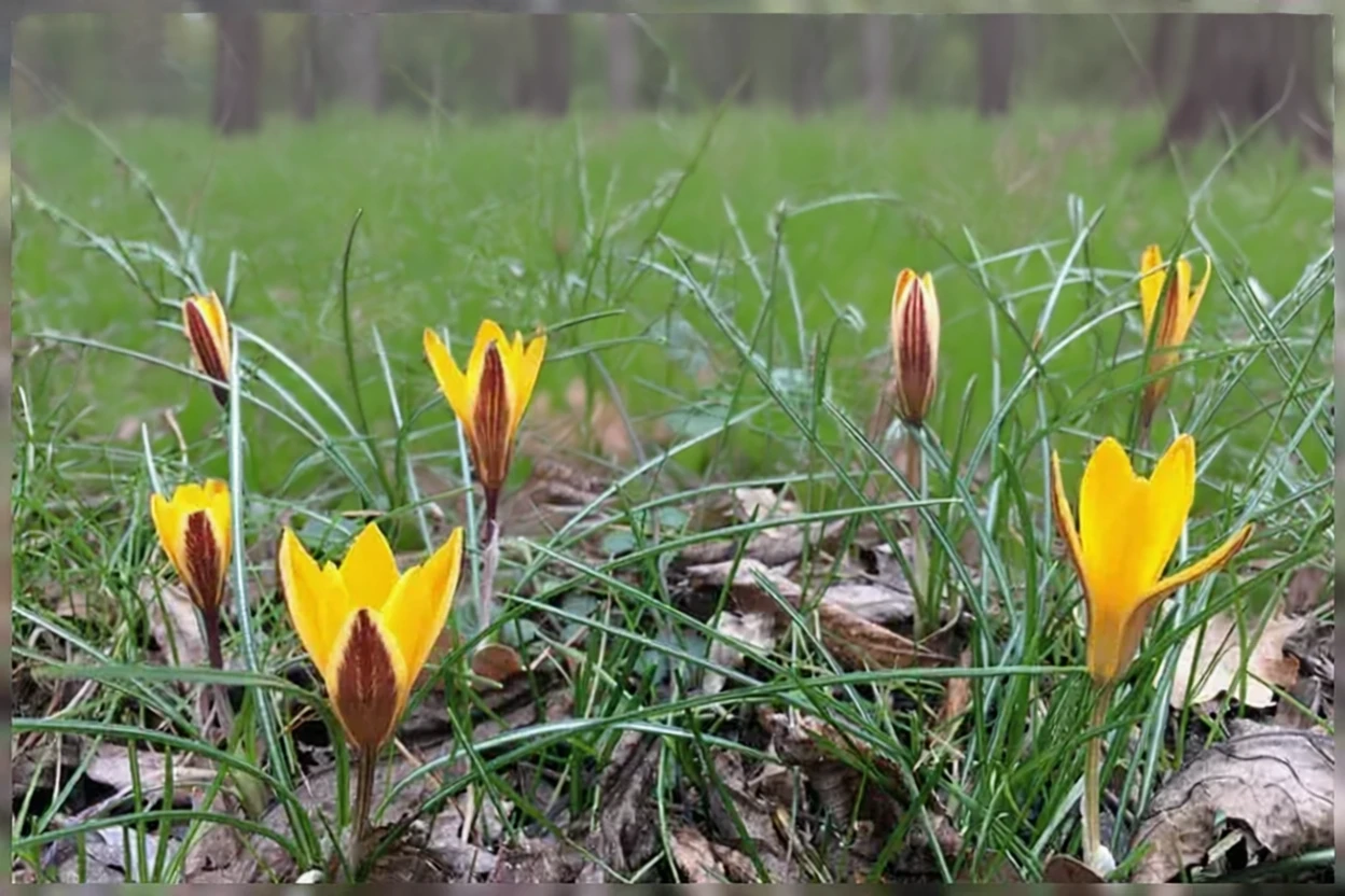 Крокус вузьколистий Клот оф Голд