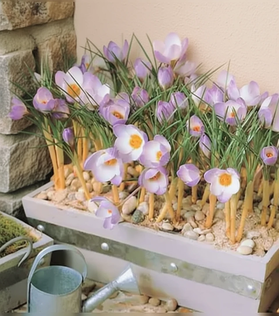 Крокус Зібера Файрфлай / Crocus sieberi Subsp. atticus Firefly