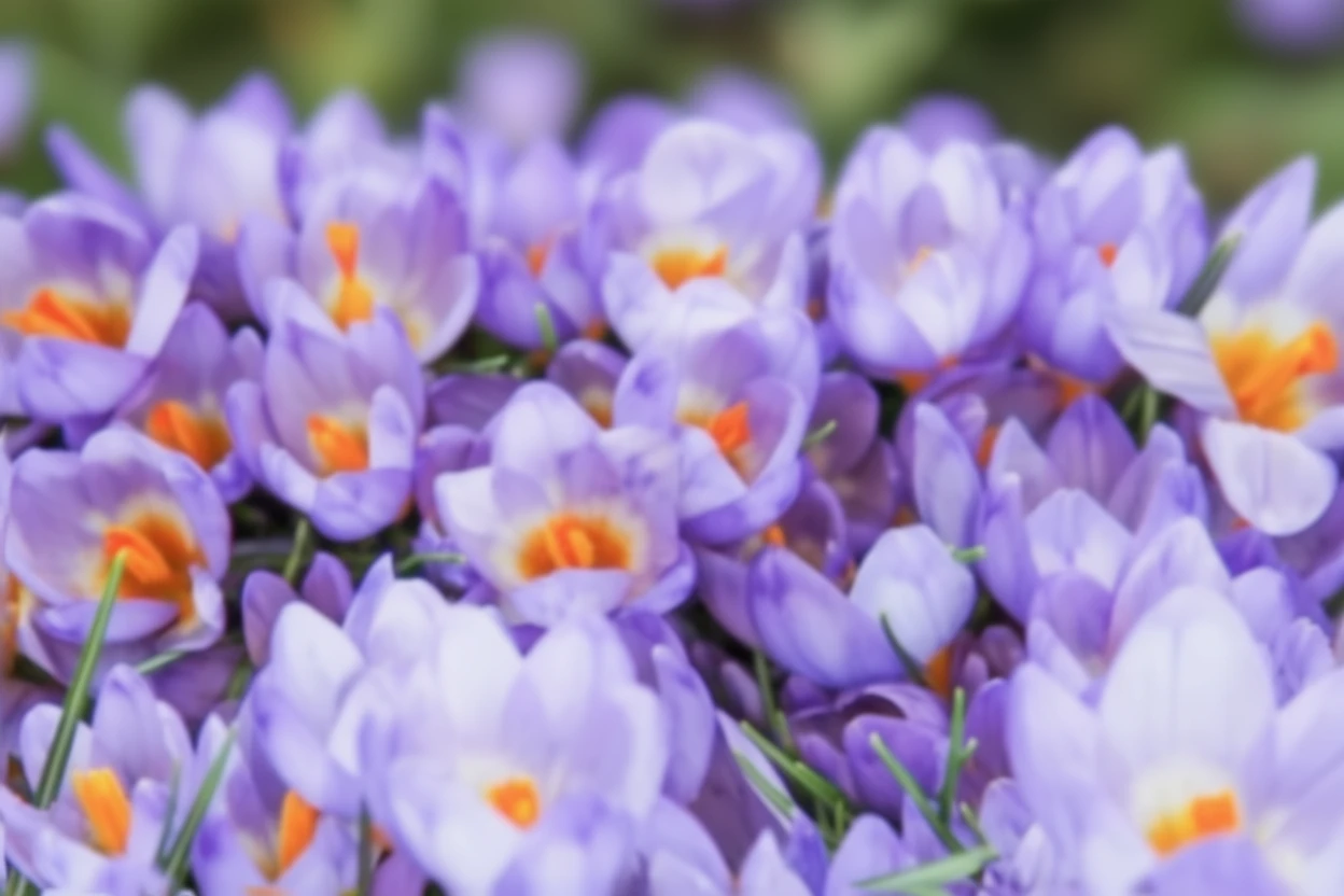 Крокус Зібера Триколор