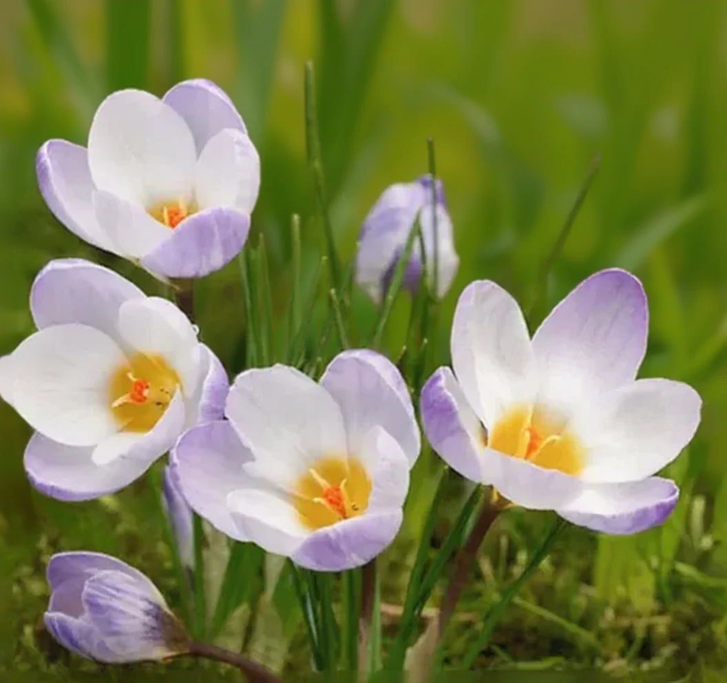 Крокус золотистий Блу Перл / Crocus chrysanthus Blue Pearl