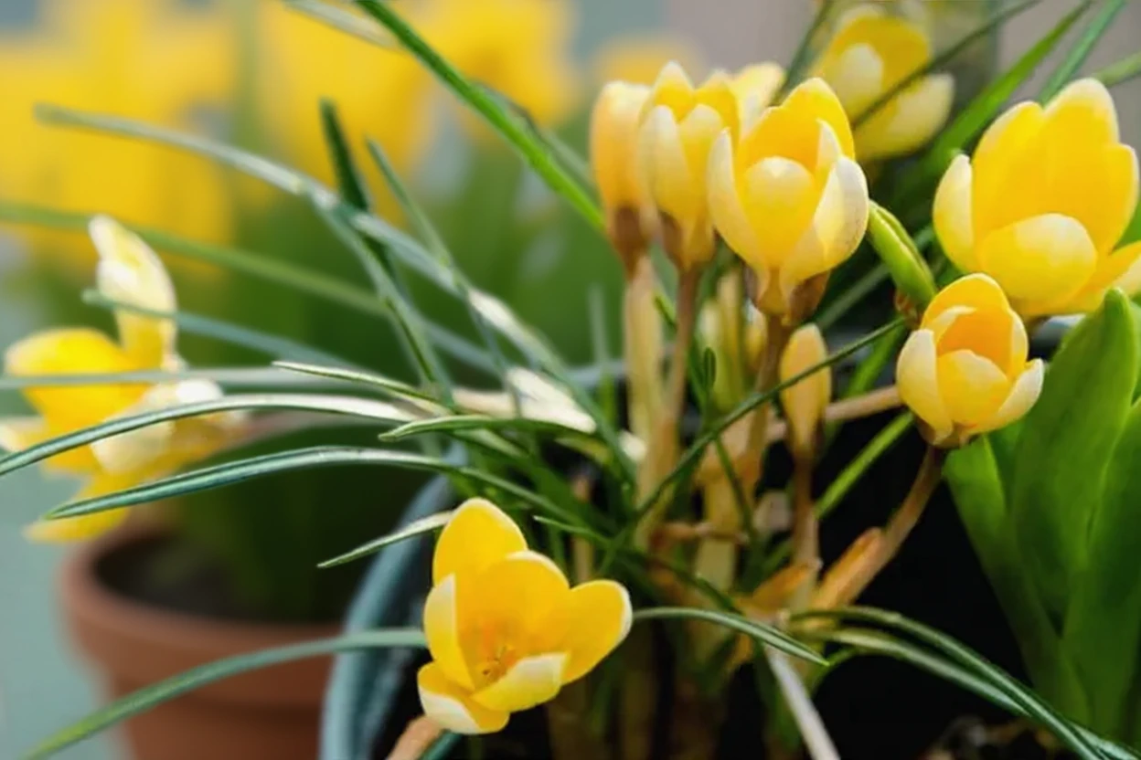 Крокус золотистий Романс / Crocus chrysanthus Romance