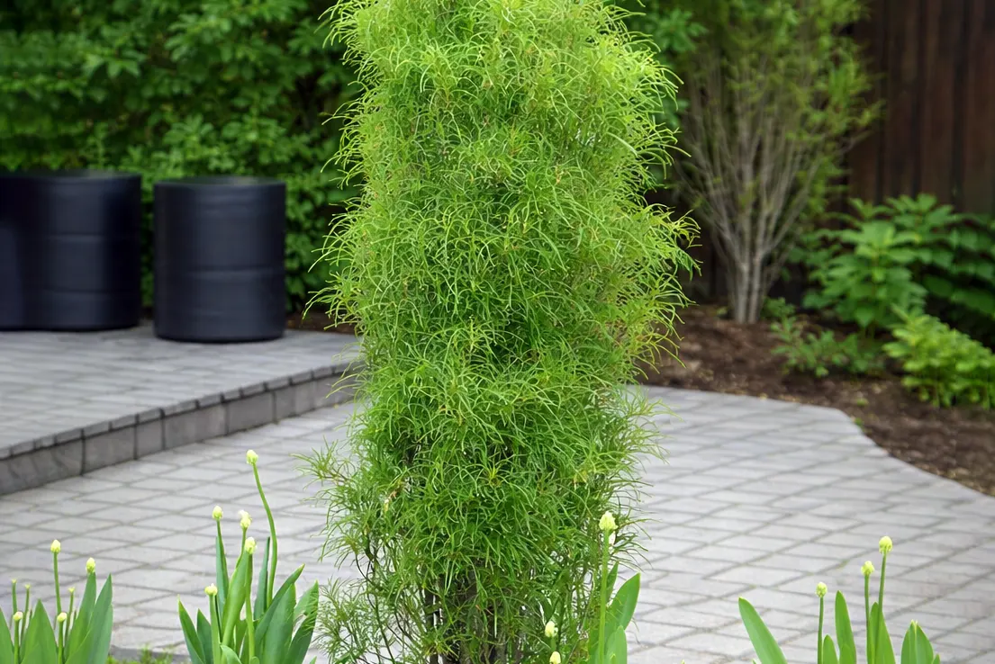 Крушина ламка Файн Лайн