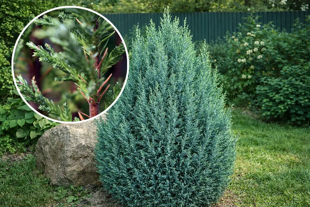 Кипарисовик Лавсона Елвуді