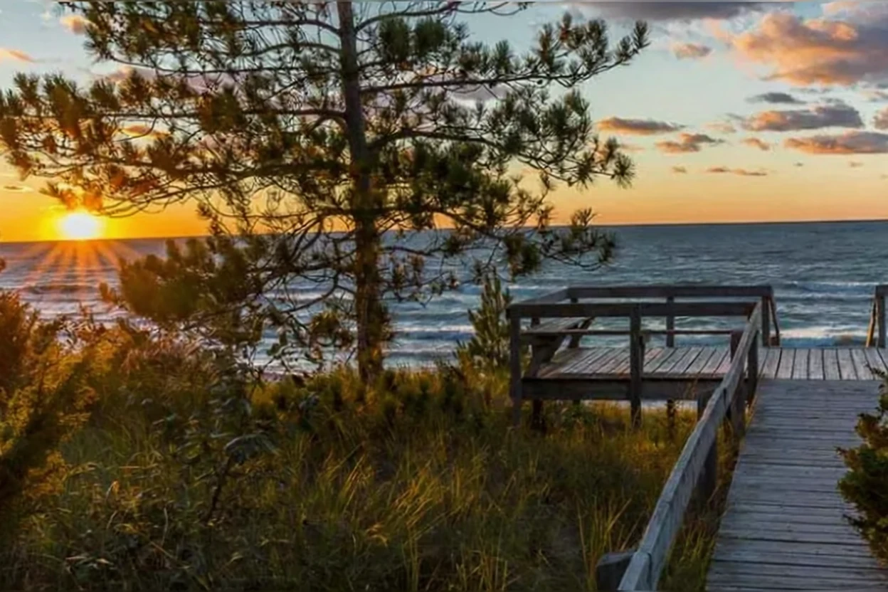 Китайська cосна / Pinus resinosa