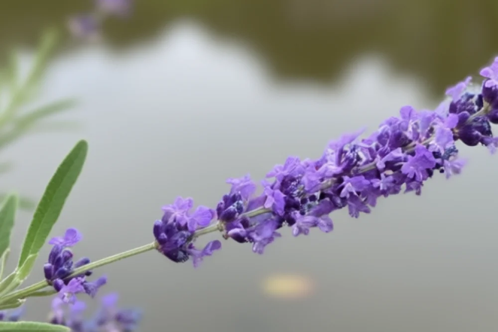 Лаванда Беттіс Блу / Lavandula angustifolia Betty’s Blue