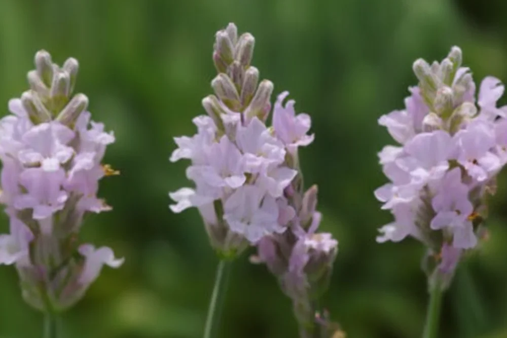 Лаванда Елеганс Пінк / Lavandula angustifolia Elegance Pink