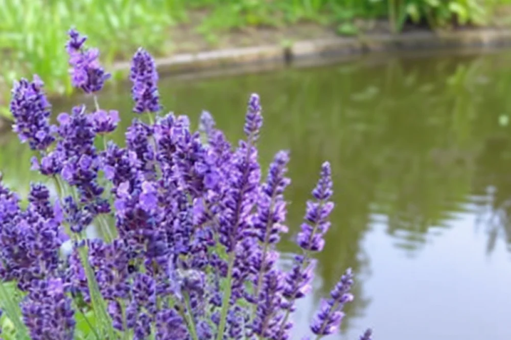 Hidcote Lavandula angustifolia / Лаванда Хідкот