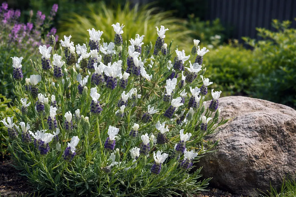 Лаванда морська Анук Вайт / Lavandula stoechas Anouk White