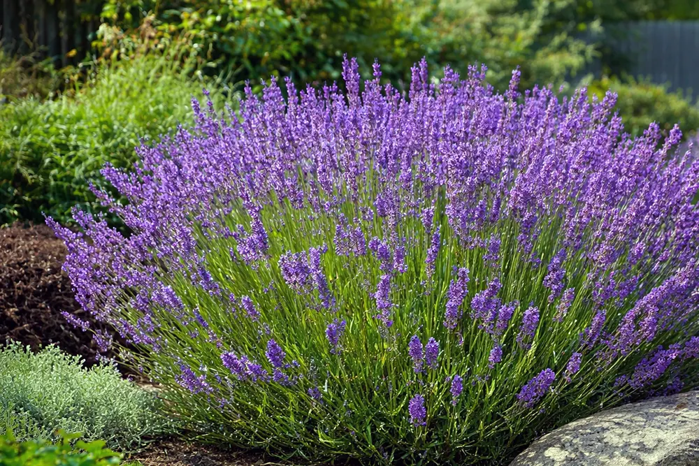 Лаванда Роял Пурпл / Lavandula angustifolia Royal Purple
