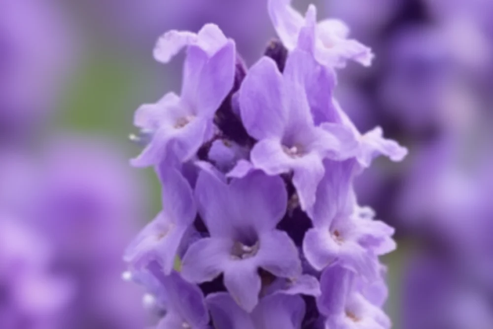 Лаванда Тамбеліна Лей / Lavandula angustifolia Thumbelina Leigh