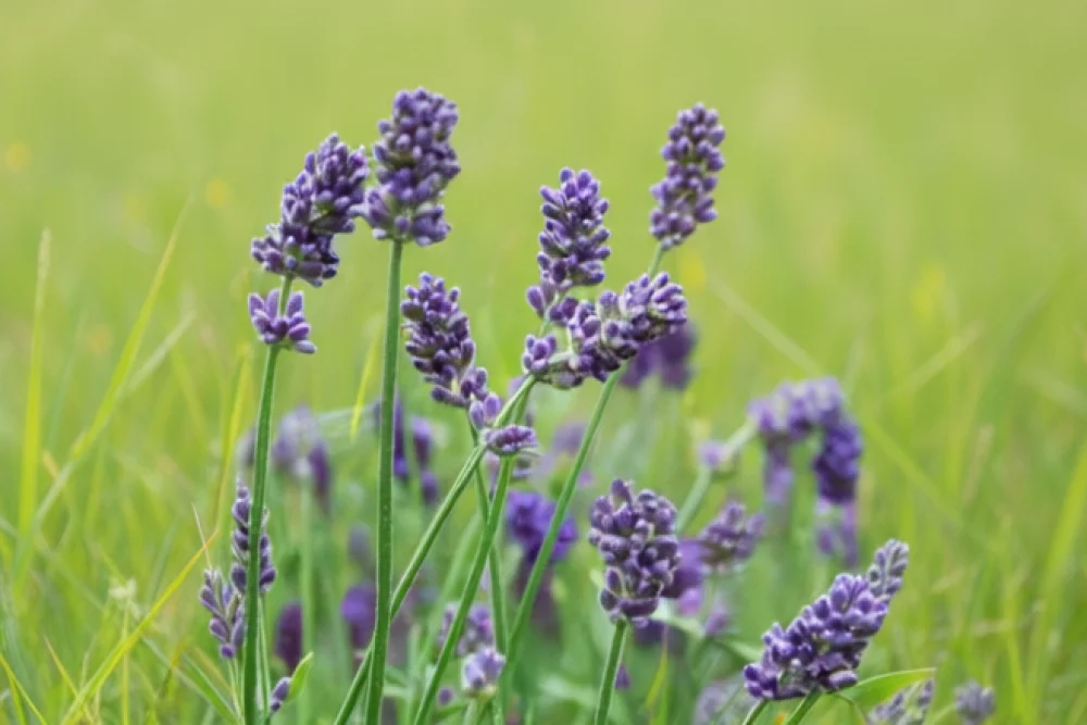 Лавандин Прованс / Lavandula x intermedia Provence