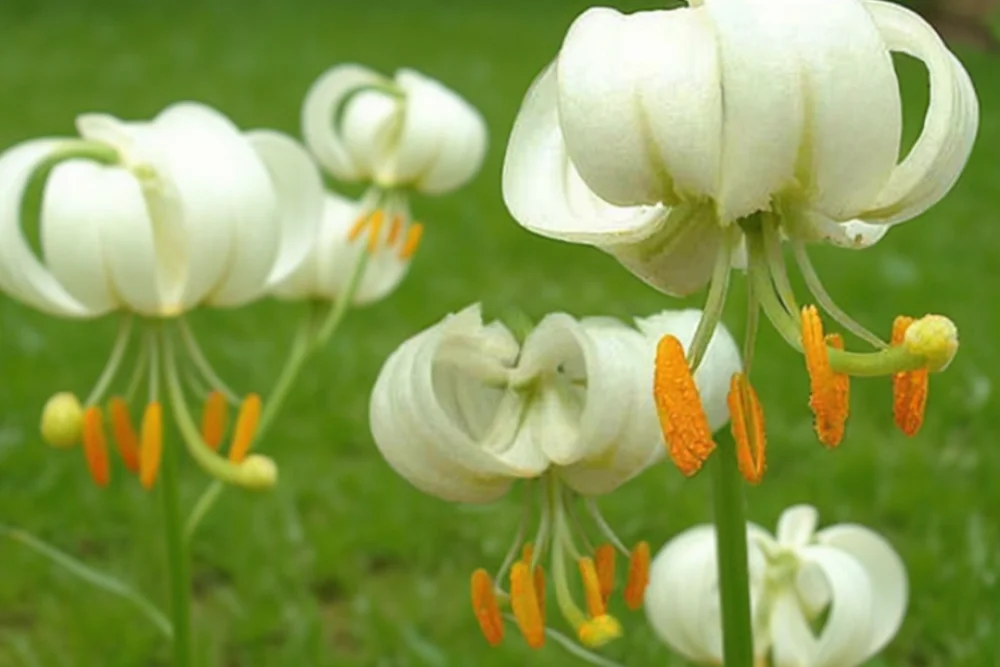 Лілія Альбум / Lilium martagon Album