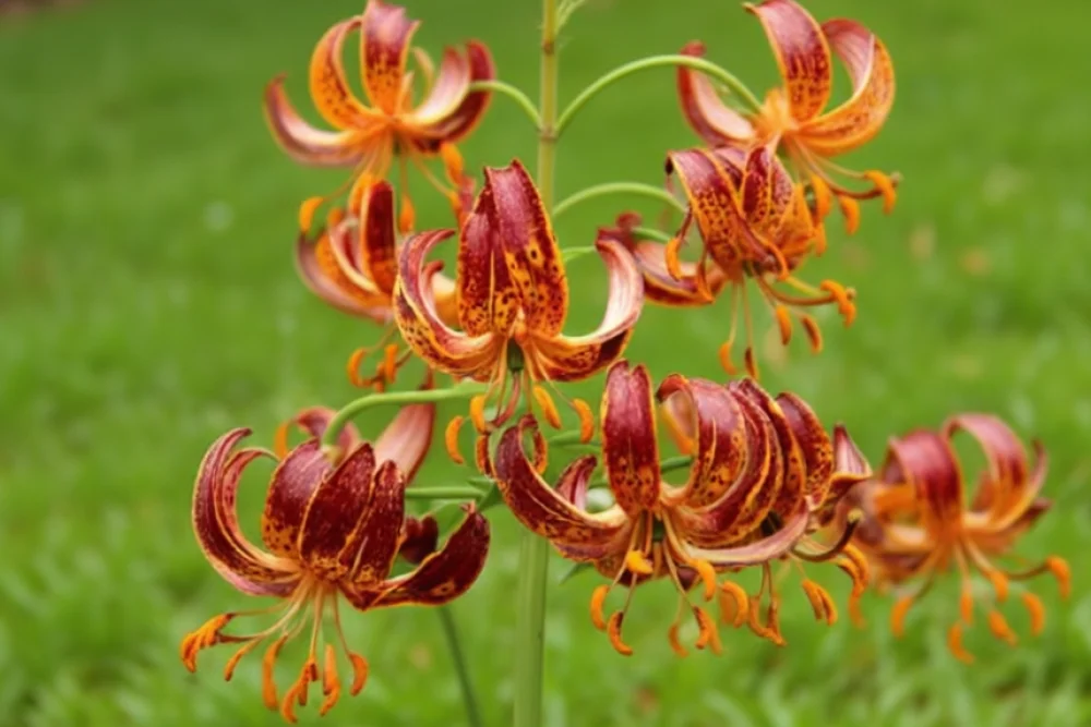 Лілія Арабіан Найт / Lilium Arabian Knight