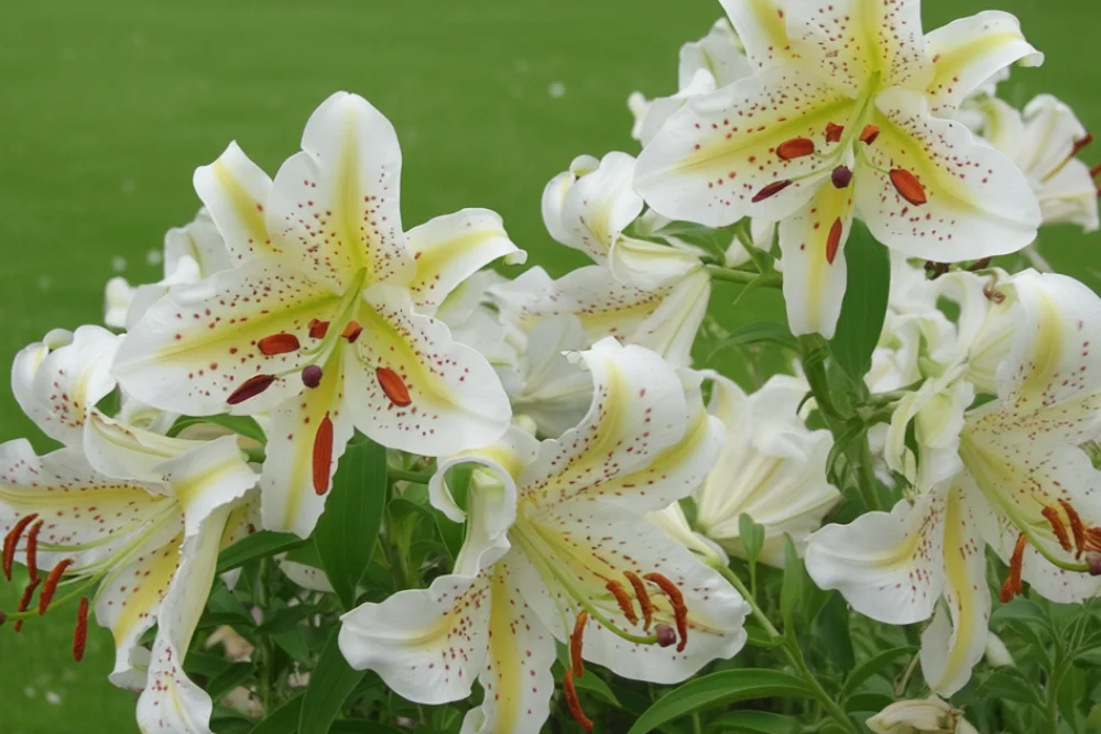 Лілія ауратум / Lilium auratum
