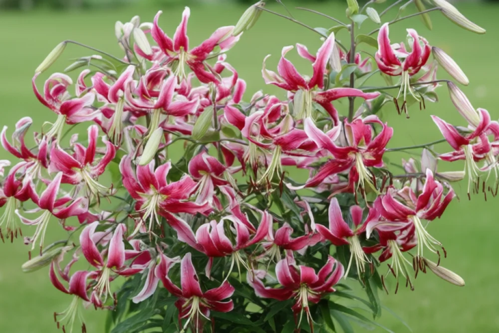 Лілія Блек Бюті / Lilium Black Beauty