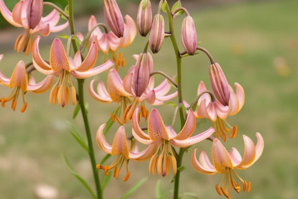 Лілія Фейрі Морнінг / Lilium Fairy Morning