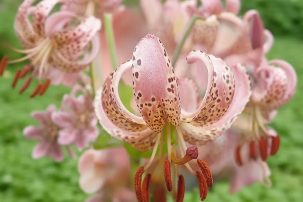 Лілія Гейберд / Lilium Gaybird