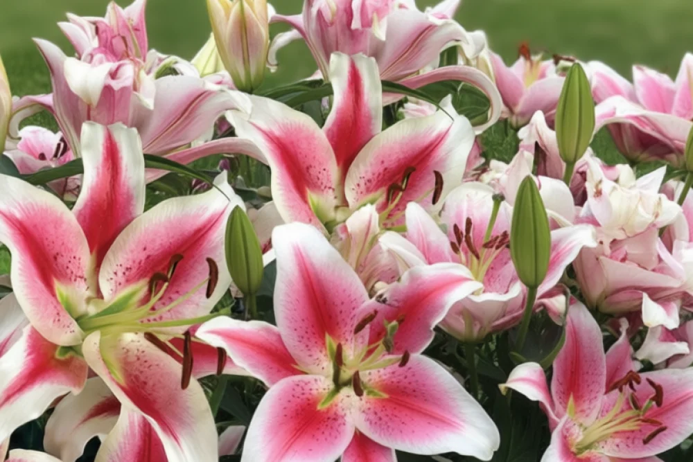 Лілія Кенді Клаб / Lilium Candy Club