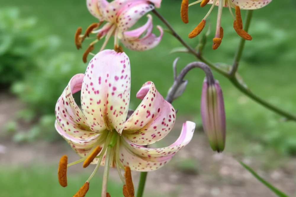 Лілія Хамелеон / Lilium Chameleon