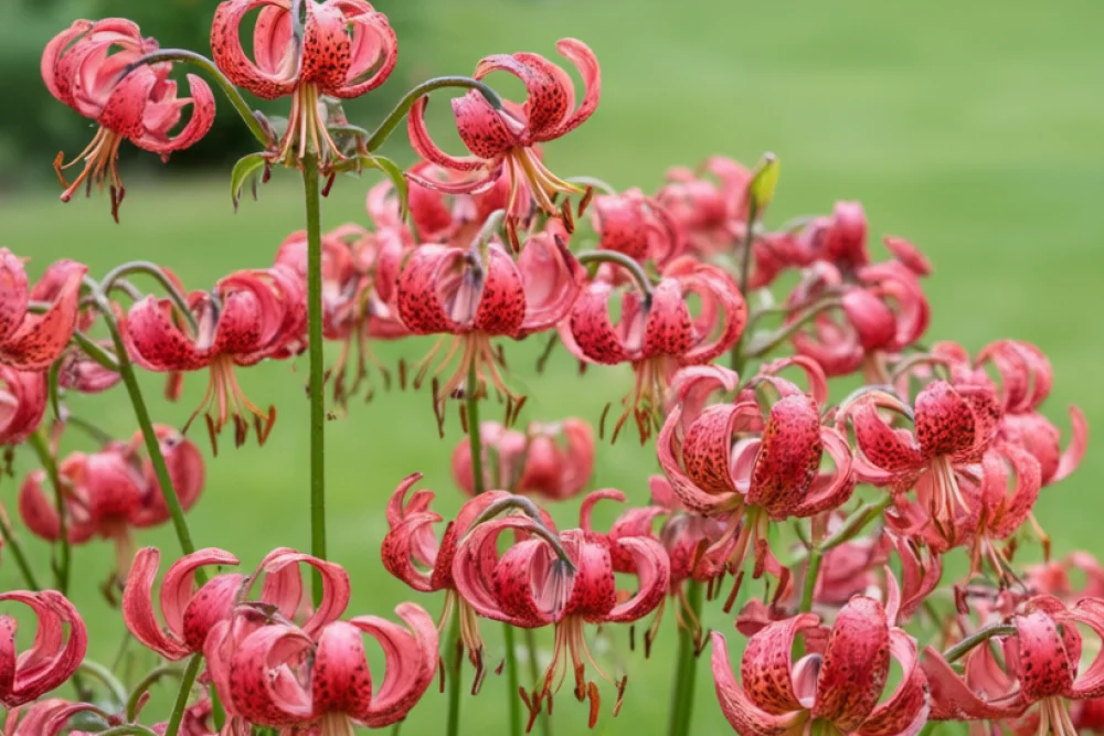 Лілія Манітоба Морнінг / Lilium Manitoba Morning
