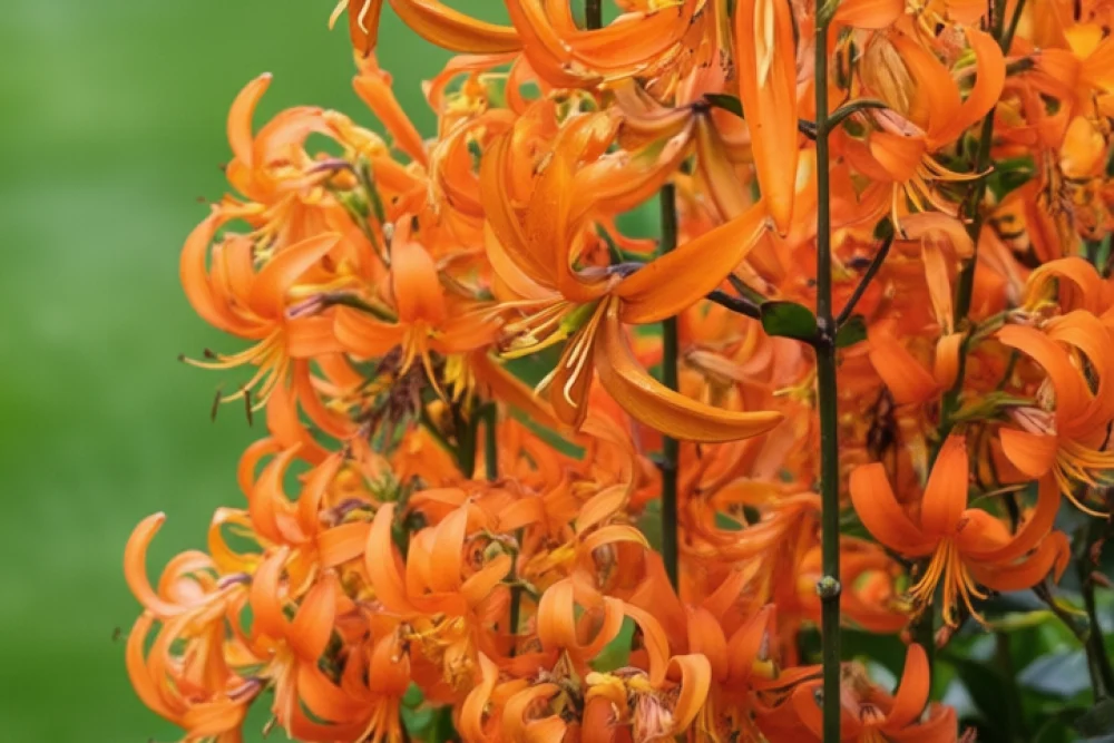 Лілія Орандж Мармелейд / Lilium Orange Marmalade