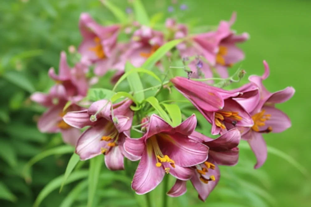 Лілія Пінк Перфекшн / Lilium Pink Perfection