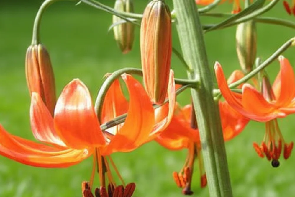 Лілія пумілум / Lilium pumilum