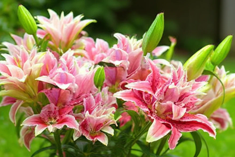 Лілія Розелілі Таліта / Lilium Roselily Thalita