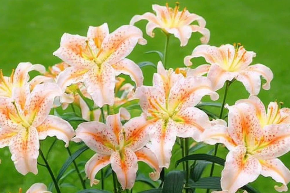 Лілія Салмон Стар / Lilium Salmon Star