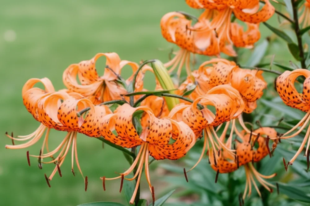 Лілія Спленденс / Lilium lancifolium Splendens