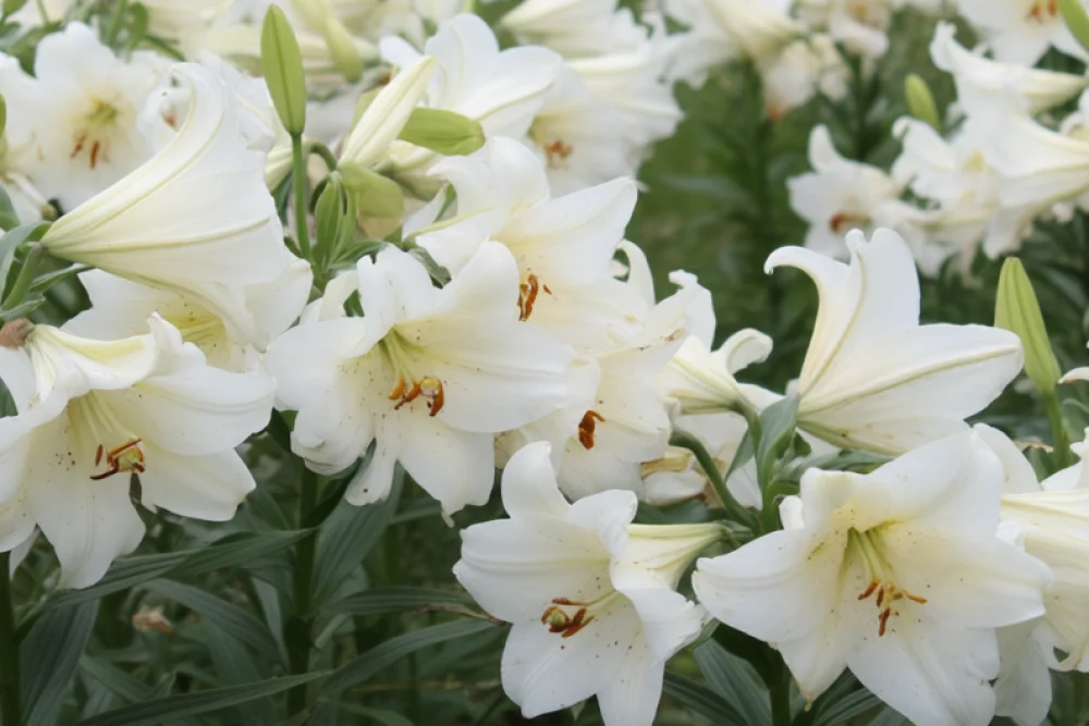 Лілія Вайт Хевен / Lilium longiflorum White Heaven