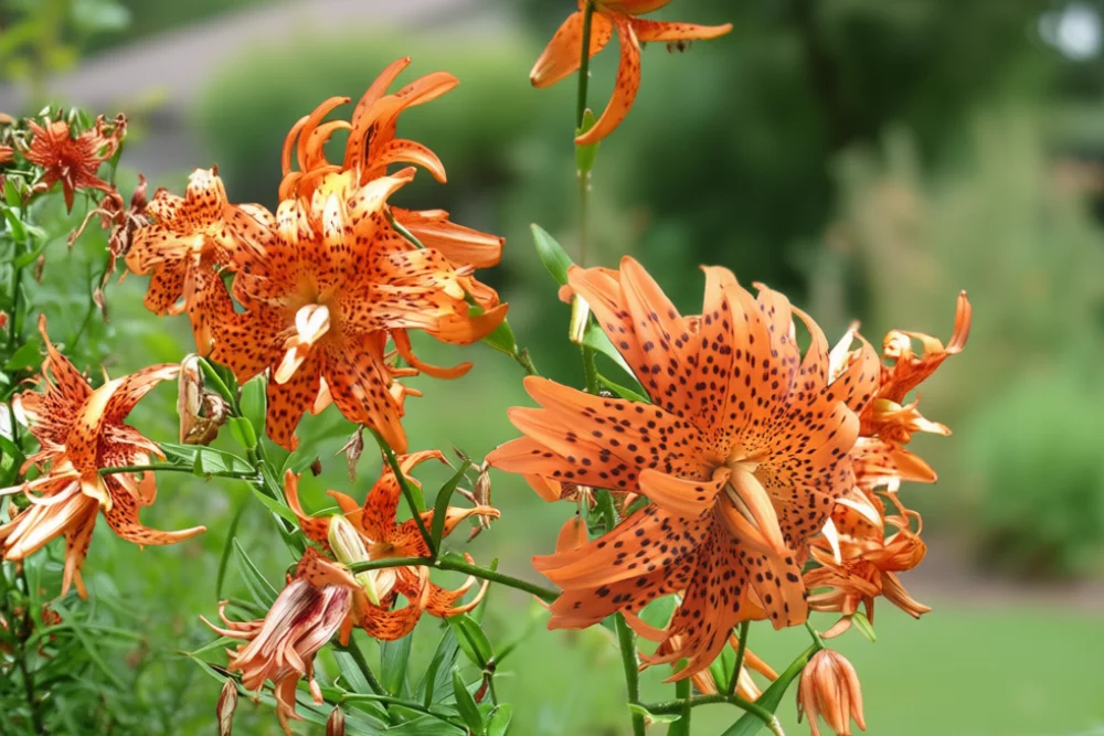 Лілія звисаюча Флоре Плено / Lilium lancifolium Flore Pleno