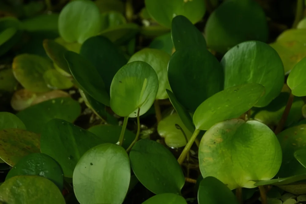 Лімнобіум губчатий / Limnobium spongia