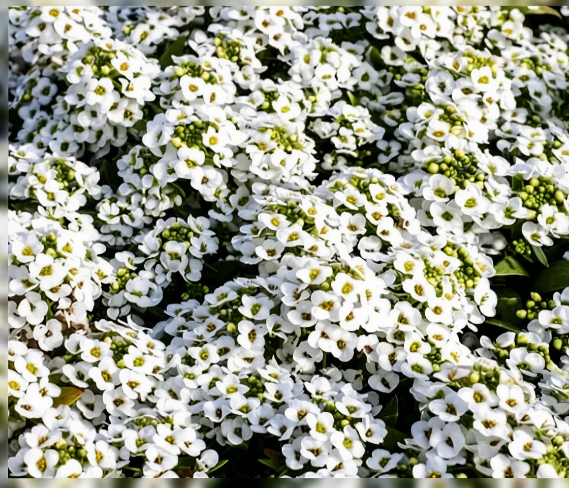 Лобулярія Сноу Кристалс / Lobularia Snow Crystals